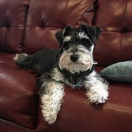 Miniature Schnauzer Puppies from TJ's Silver Paws Miniature Schnauzers