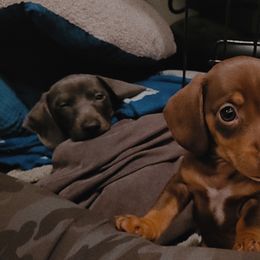 Dachshund Puppies from SouthernMama Doxies