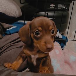 Dachshund Puppies from SouthernMama Doxies