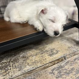 West Highland White Terrier Puppies from Roberts’ Westie Bleus