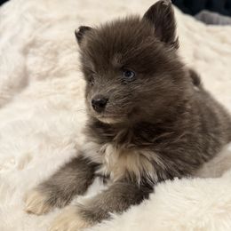 Girl 1 - Blue female Pomsky puppy in Arkansas from The Looking Glass Kennel