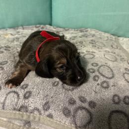 Red girl - Wild boar female Dachshund puppy in Live Oak, Florida from The Weenie Herd Mom