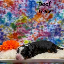 Doof - Tri-color male Bernedoodle puppy in Williamson, New York from Lakeside Doodles