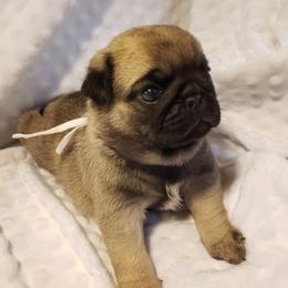 Mr. White - Fawn male Pug puppy in Gore, Oklahoma from Pugs on Pecan