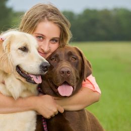 Labrador Retrievers from Southern Belle Kennels