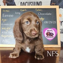 Justice - Chocolate female Dachshund puppy in Hoquiam, Washington from Heyd's Mini Dachshunds