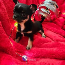 Chihuahua Puppies from OutLaw Chihuahua's