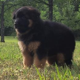 Champagne Collar - Female - Black and red female German Shepherd puppy in Charlotte, North Carolina from Zuflucht K9s