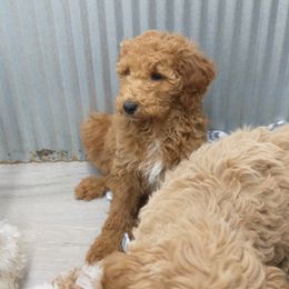 Goldendoodles and Poodles from KB Doodles