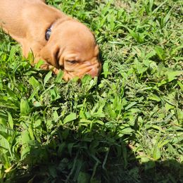 Vizsla Puppies from Western Tennessee Vizslas