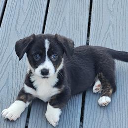 Black and white boy - Black and white male Cardigan Welsh Corgi puppy in Middleport, New York from AroHawk Corgis