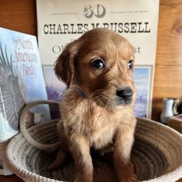 Blue - Golden male Golden Retriever puppy in Leadore, Idaho from Gunsight Goldens