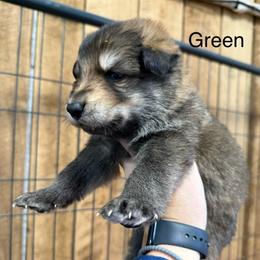 Green DL - Sable male German Shepherd puppy in Terra Alta, West Virginia from Shepherd Country Farm and Kennels