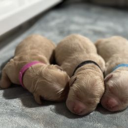 Golden Retriever Puppies from Golden Retrievers of South Carolina