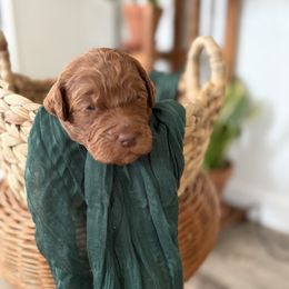 Boy 4 - Red  male Goldendoodle puppy in Washington, Illinois from Lola Bear Goldendoodles