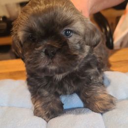 Puppy 5 - Blue male Shih Tzu puppy in Belleville, Michigan from Patricia's Heavenly Earth Angels