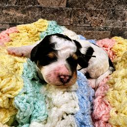 Cedar - Tri-color male Bernedoodle puppy in Forest, Ohio from Mini Doodle Buddies