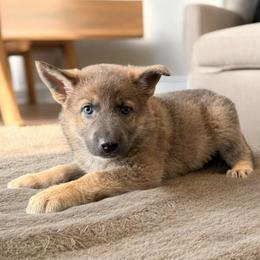 Blue Sable Female 1 - Blue female German Shepherd puppy in Tafton, Pennsylvania from Pocono GSD