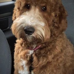 Goldendoodles from Oopsie Doodles and Muddy Paws