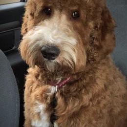 Goldendoodles from Oopsie Doodles and Muddy Paws
