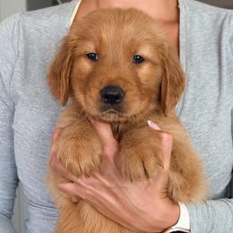 Bentley - Dark golden male Golden Retriever puppy in Rancho Cucamonga, California from Robinson Retrievers