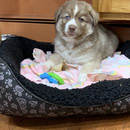 Siberian Husky Puppies from Myths and Legends Siberian Huskies