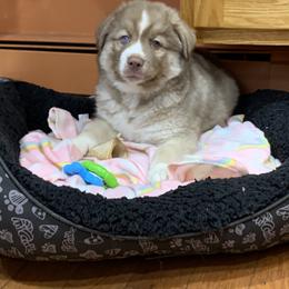 Siberian Husky Puppies from Myths and Legends Siberian Huskies