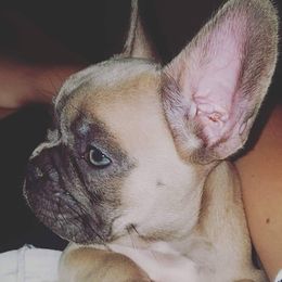 Vera - French Bulldog