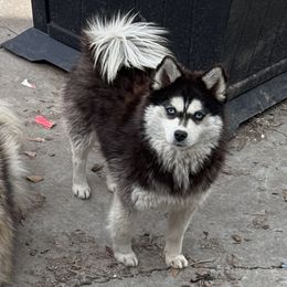 Mia - Pomsky