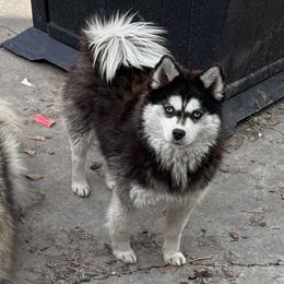Mia - Pomsky