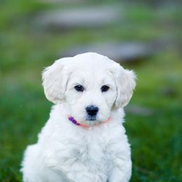 Australian Labradoodle Puppies from Bedrock Labradoodles