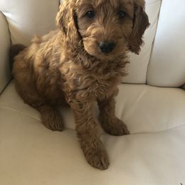 Goldendoodle Puppies from Dream Lake Doodles
