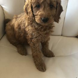 Goldendoodle Puppies from Dream Lake Doodles