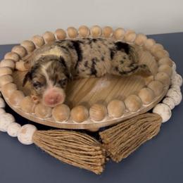 Rose - Blue merle female Aussiedoodle puppy in Cartersville, Georgia from Simply Blessed Doodles