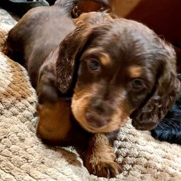 Dachshunds from TrimDachHaus