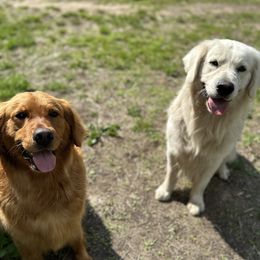 Golden Retrievers from Heartland Goldens