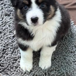 Dracula - Black tri-color male Australian Shepherd puppy in Wrightstown, New Jersey from Hartzland Farm Australian Shepherds