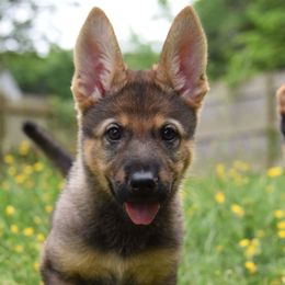 German Shepherd Puppies from Patriot Shepherds