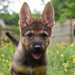 German Shepherd Puppies from Patriot Shepherds