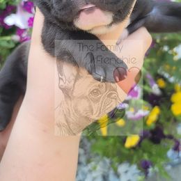 French Bulldog Puppies from The Family Frenchie