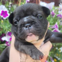 French Bulldog Puppies from The Family Frenchie