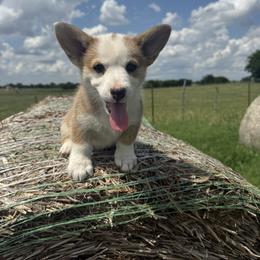 Hoppy - White and red female Pembroke Welsh Corgi puppy in Godley, Texas from Bradley Kennels