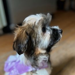 Cinnamon - Havanese