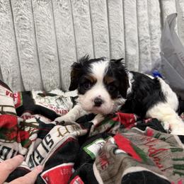 Cuddles - Tri-color male Cavalier King Charles Spaniel puppy in El Mirage, Arizona from Arizona Cavaliers and Cavapoos