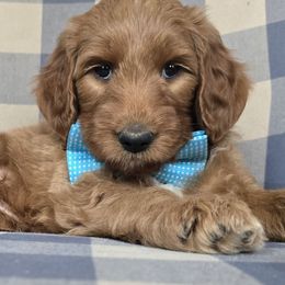Warren - Red  male Goldendoodle puppy in Galt, Missouri from Only Doodles!