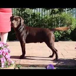Mocha - Labrador Retriever