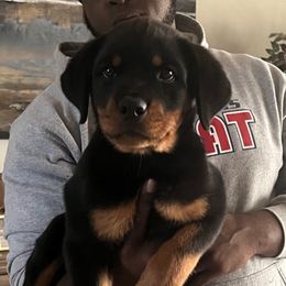 Girl 2 - Black and mahogany female Rottweiler puppy in Beebe, Arkansas from Rottweilers Vom Haus Forte