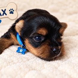 Max - Black and tan male Yorkshire Terrier puppy in Mukilteo, Washington from Yorkiecharm