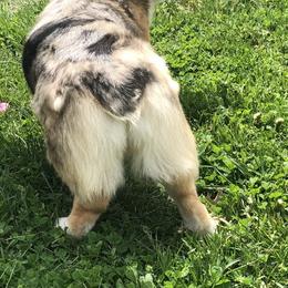 American Corgi and Pembroke Welsh Corgi All Grown Up from Circle D Corgis