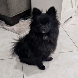 Raven - Pomeranian